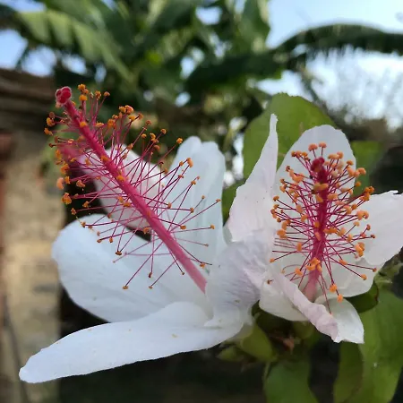 Giardino Di Sicilia Country house Sant'Agata di Militello