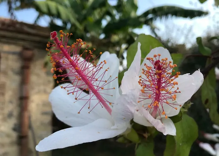 Giardino Di Sicilia Landsted Sant'Agata di Militello